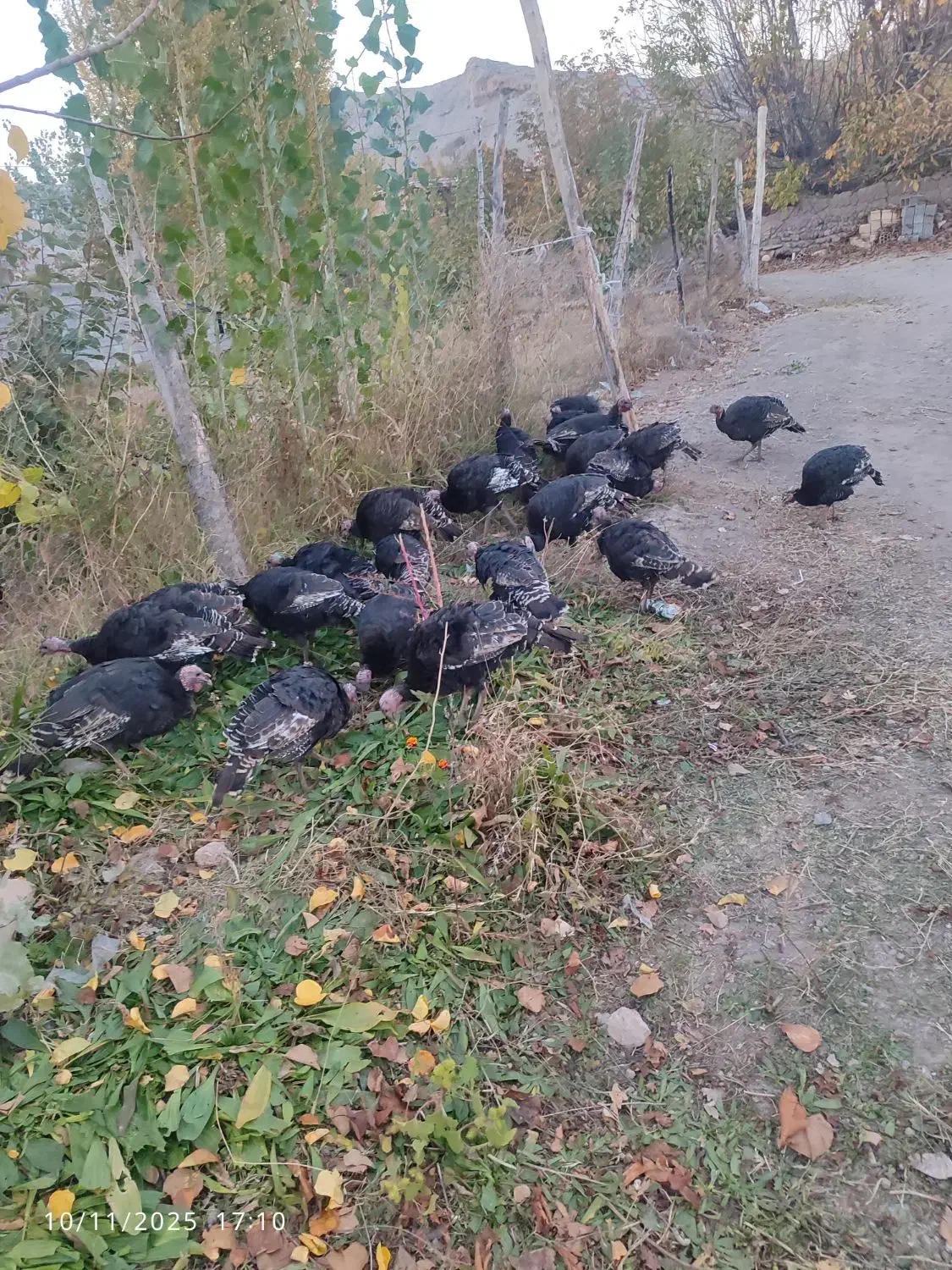 بوقلمون کاملا طبیعی و اورگانیک|حیوانات مزرعه|مشگین شهر, |دیوار