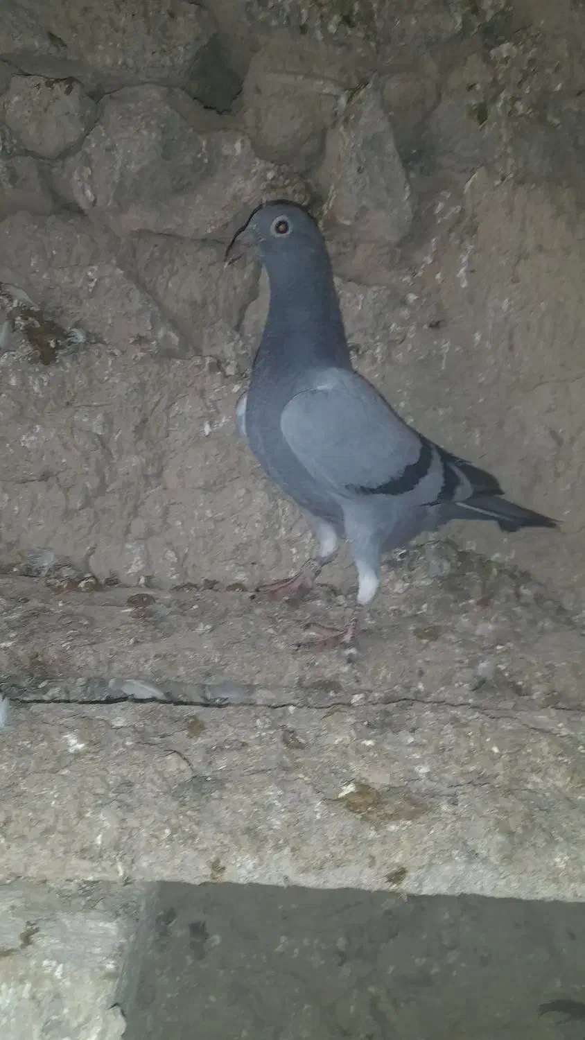 پلاکی اصیل|پرنده|دوتپه, |دیوار