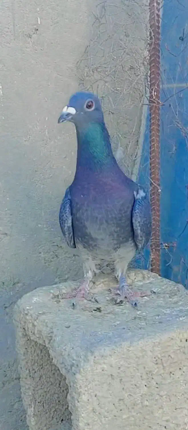 یک عدد ماده مسافتی چاپی|پرنده|سراوان, |دیوار