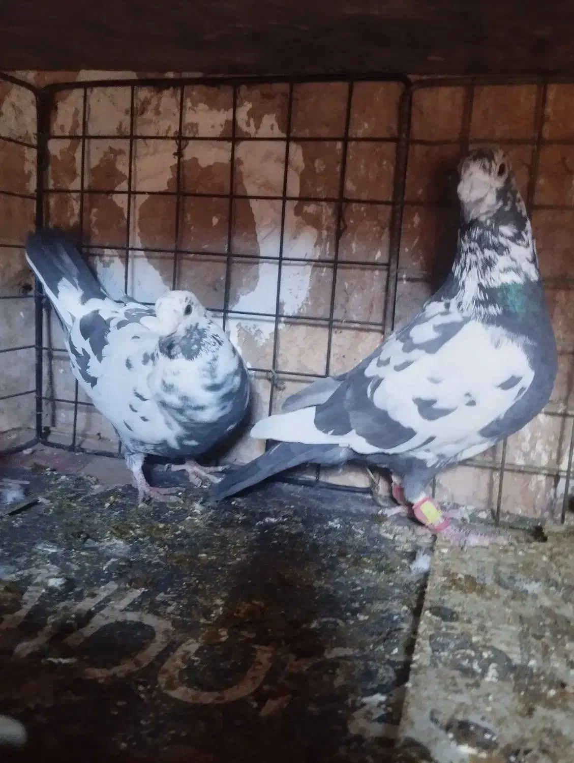 کبوتر|پرنده|حمیدیا, |دیوار