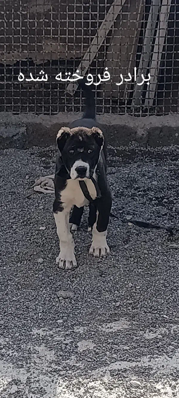 دو قلاده توله سگ خراسانی اصیل۲ماهه|سگ|مشهد, انقلاب|دیوار