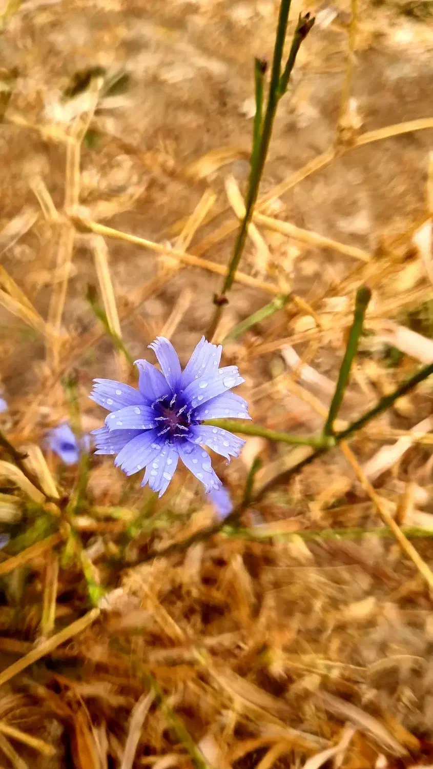 دستبند نقره|جواهرات|قم, صدوق|دیوار