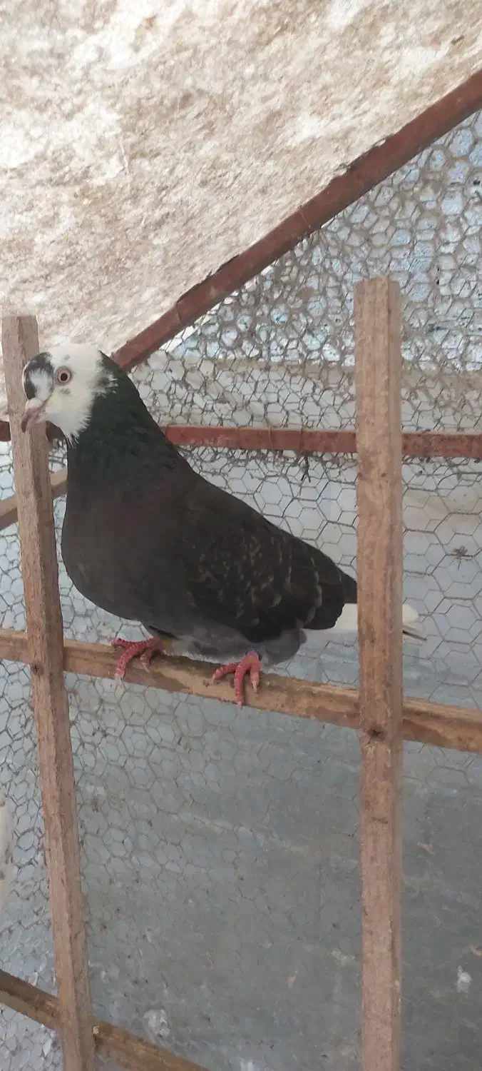 کبوتر پرشی|پرنده|کلارآباد, |دیوار