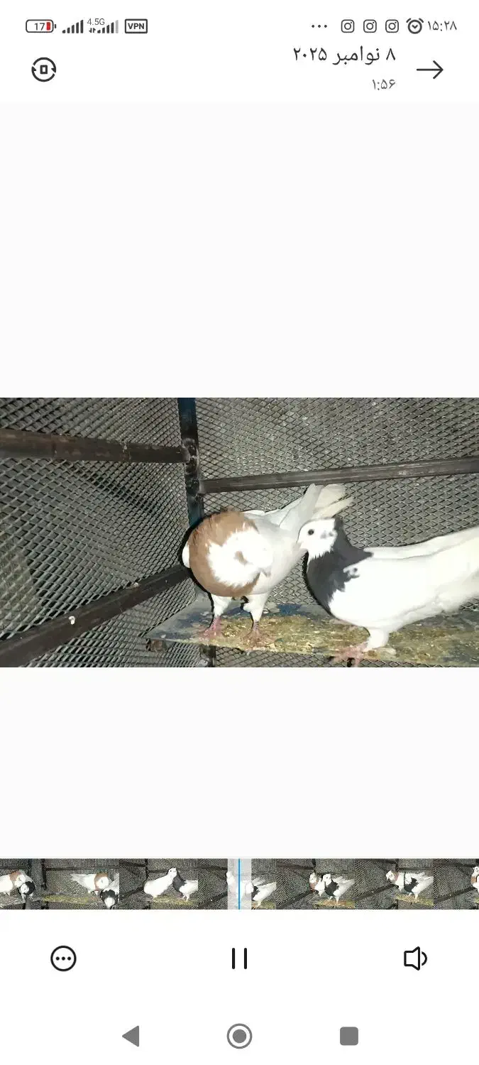 کبوتر رنگی|پرنده|خفر, |دیوار