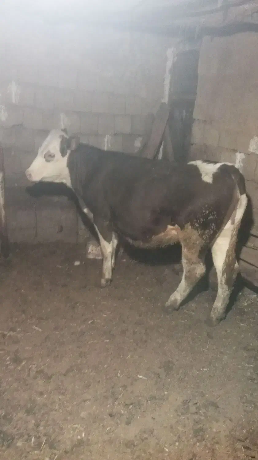 گوساله ماده|حیوانات مزرعه|حسین آباد, |دیوار