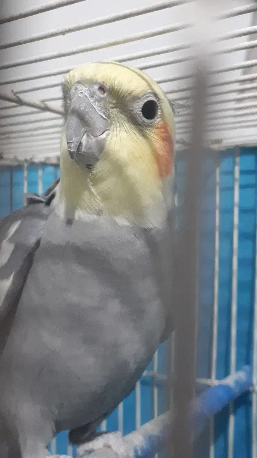 عروس هلندی سالم وشاداب|پرنده|شیروان (خراسان), |دیوار