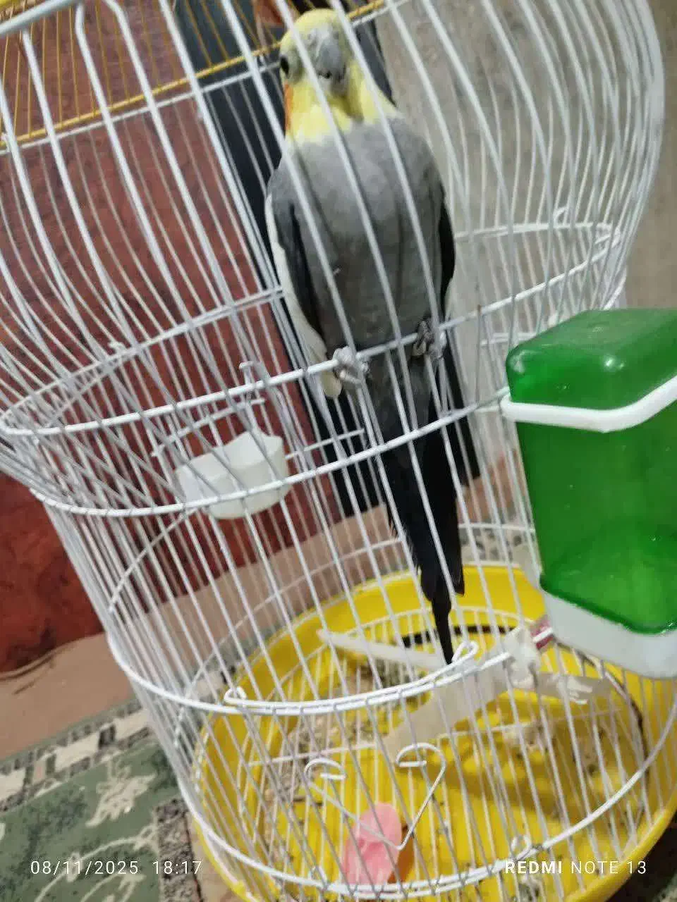 عروس هلندی|پرنده|بختگان, |دیوار