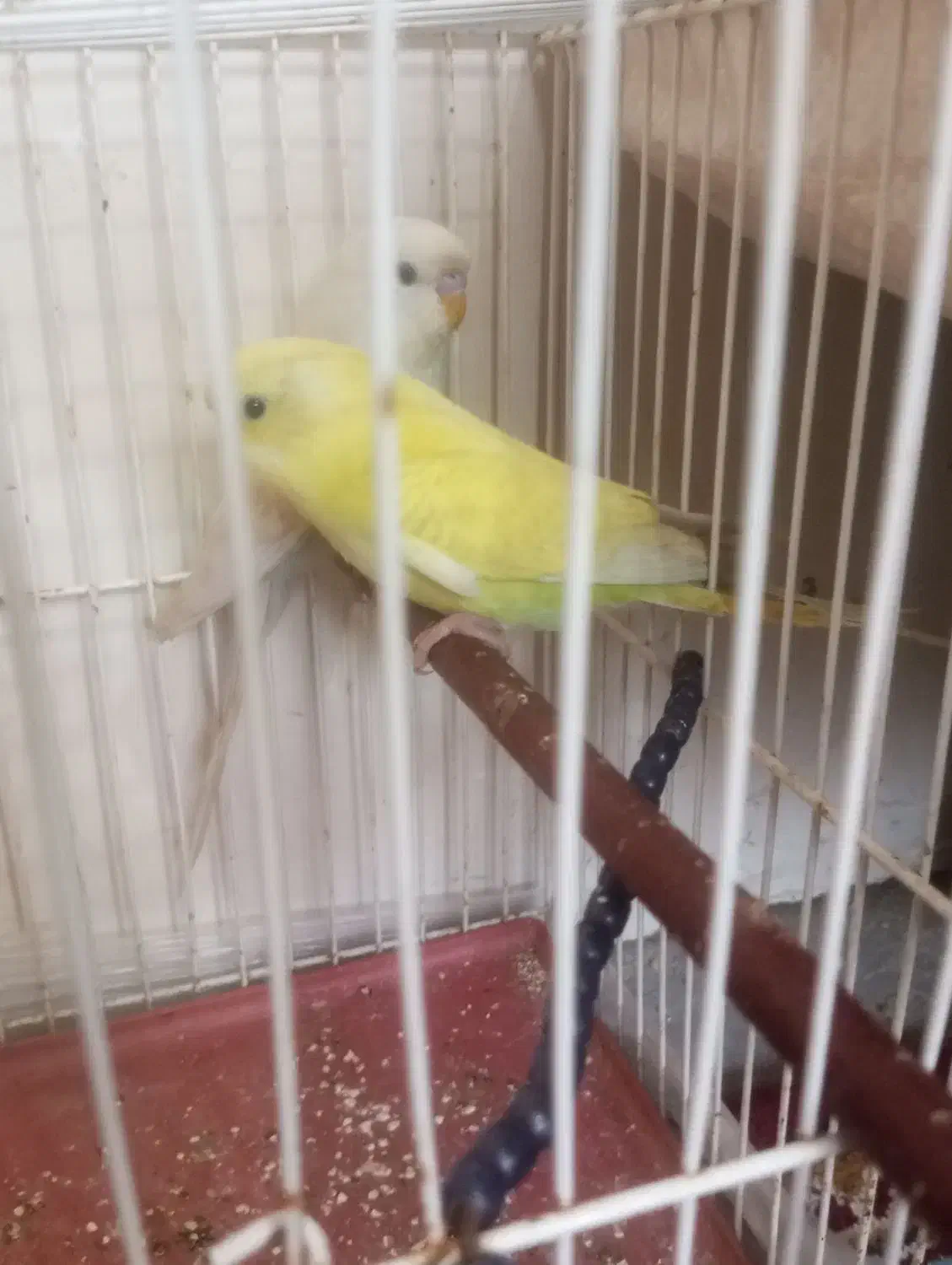 مرغ عشق|پرنده|فریمان, |دیوار