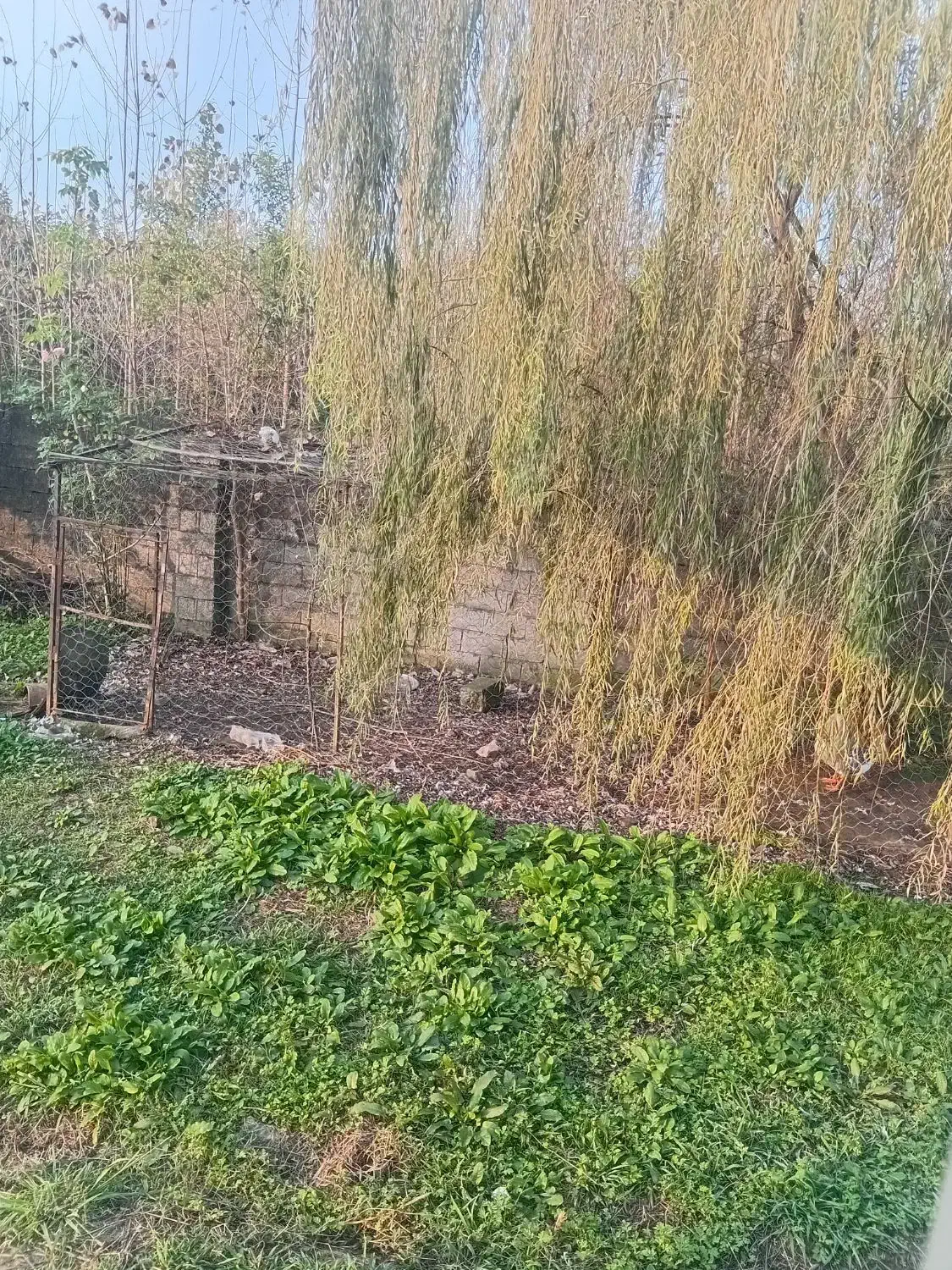 زمین مسکونی بعد از بانک ملی پونل|فروش زمین و ملک کلنگی|رضوانشهر, |دیوار