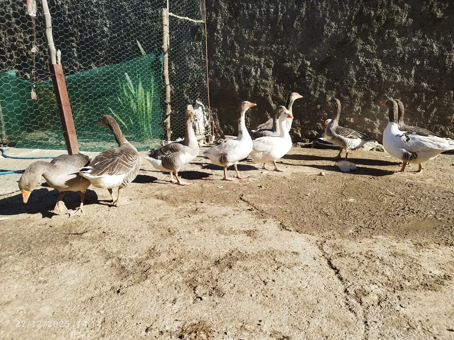 غاز|حیوانات مزرعه|بوستان, |دیوار