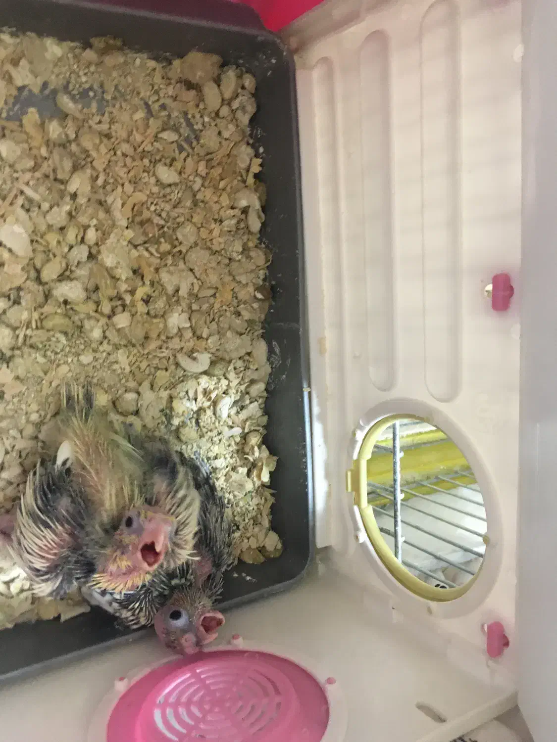 جفت عروس هلندی همراه دو جوجه و قفس|پرنده|تهران, نازی‌آباد|دیوار