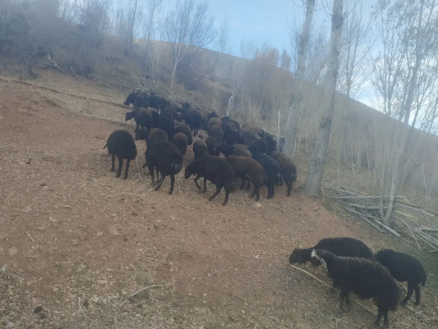 بره نر فروشی|حیوانات مزرعه|چاراویماق, |دیوار