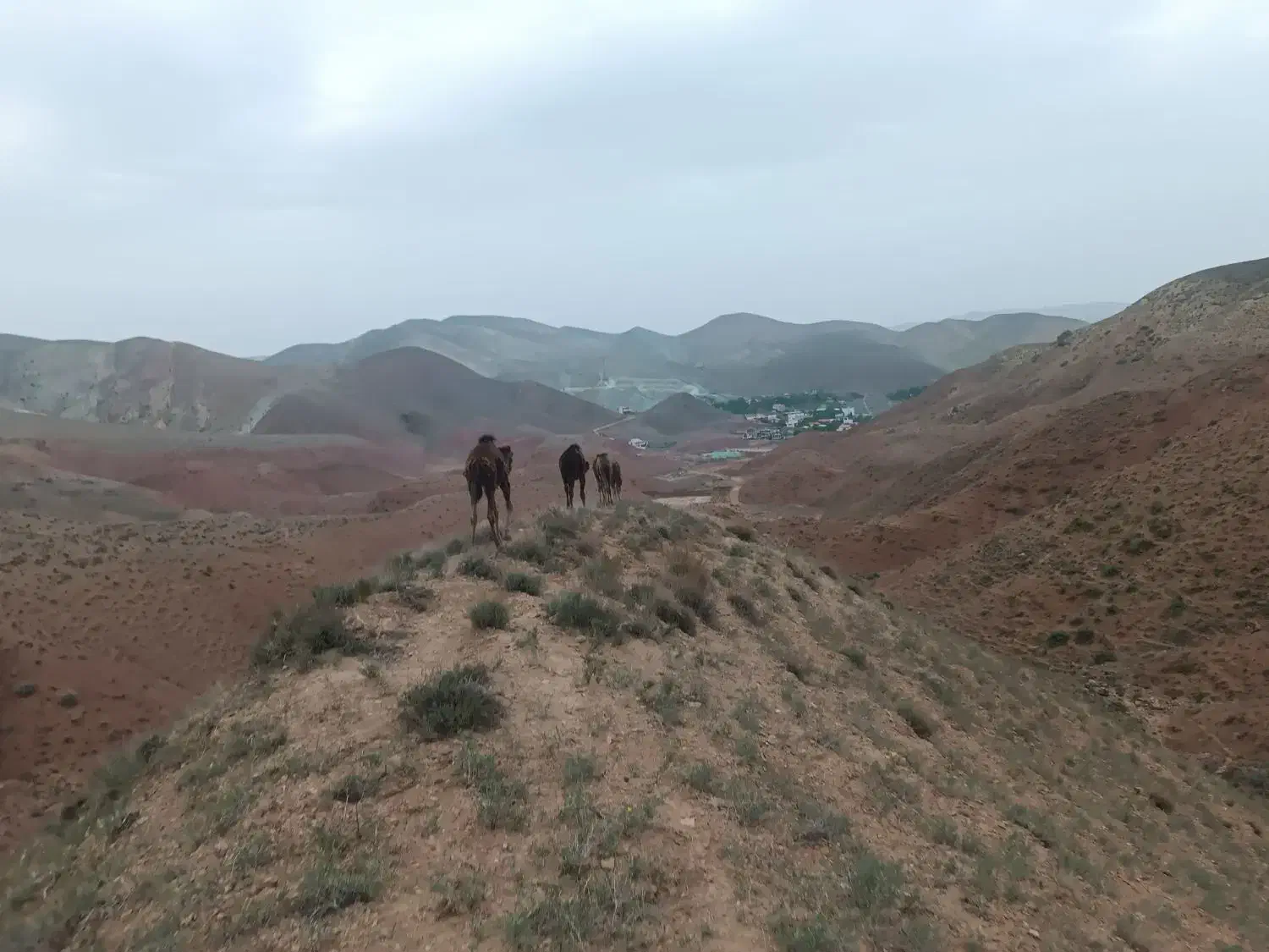 بچه شتر و بزغاله|حیوانات مزرعه|دماوند, دماوند|دیوار