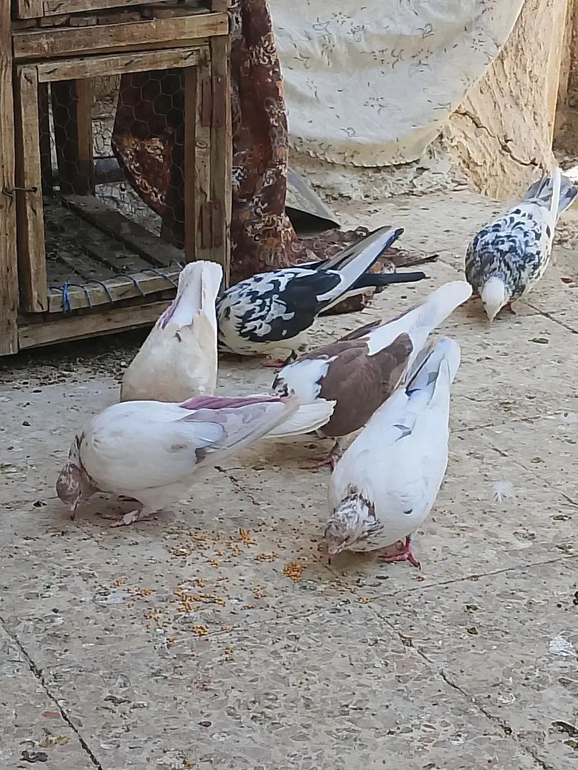 کبوتر پرشی ساعتی|پرنده|کهک, |دیوار