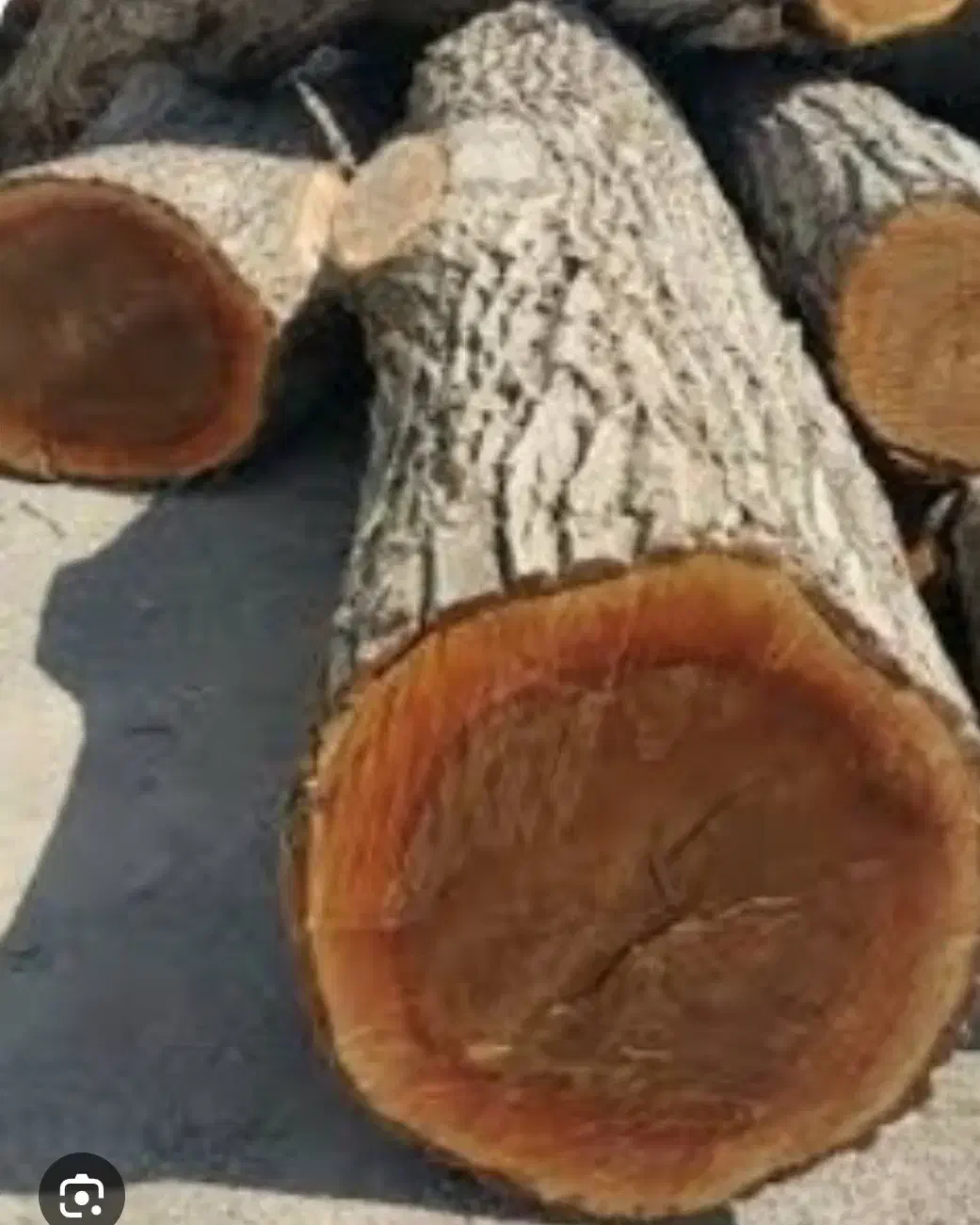 خرید انواع چوب گردو صنوبر بید وغیره ...|خدمات باغبانی و درختکاری|زاینده رود, |دیوار