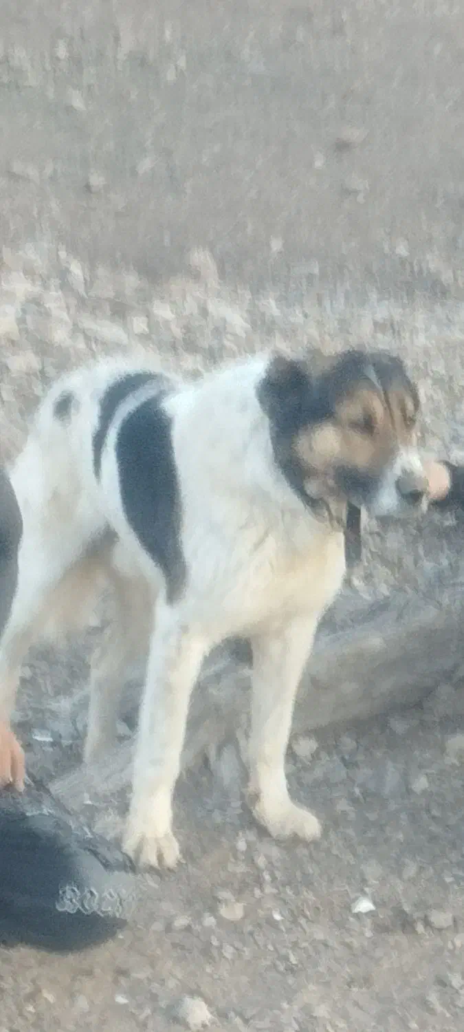 مژدگانیهممیدهم|سگ|اراک, |دیوار