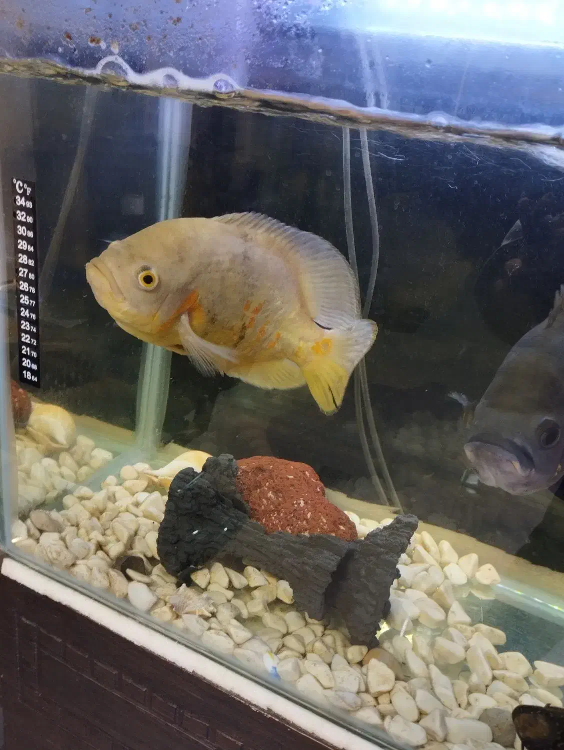 ماهی اسکار|ماهی|هشتگرد, شهرک صبا سوله|دیوار