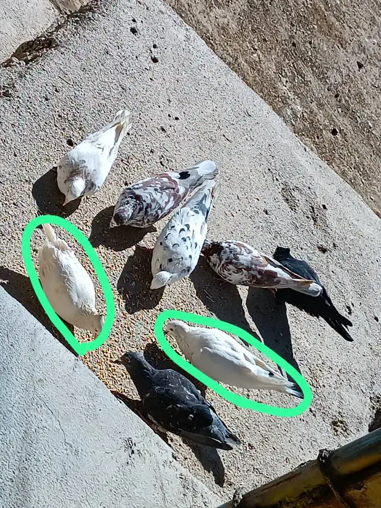 کبوتر|پرنده|چنارود, |دیوار