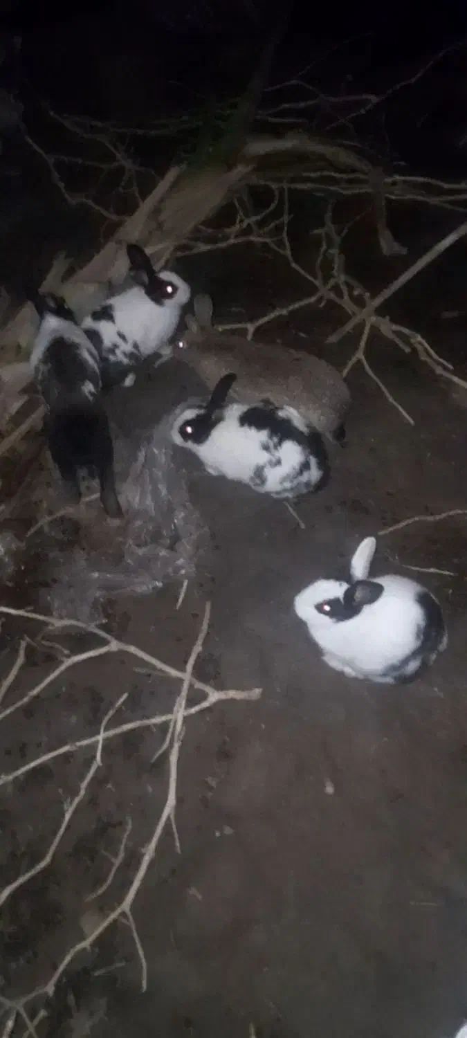 5عددخرگوش ماده بالغ|موش و خرگوش|کلاله, |دیوار