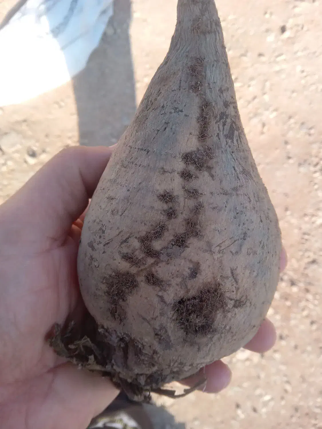 فروش چغندر ریز|عمدهفروشی|بشاریات, |دیوار