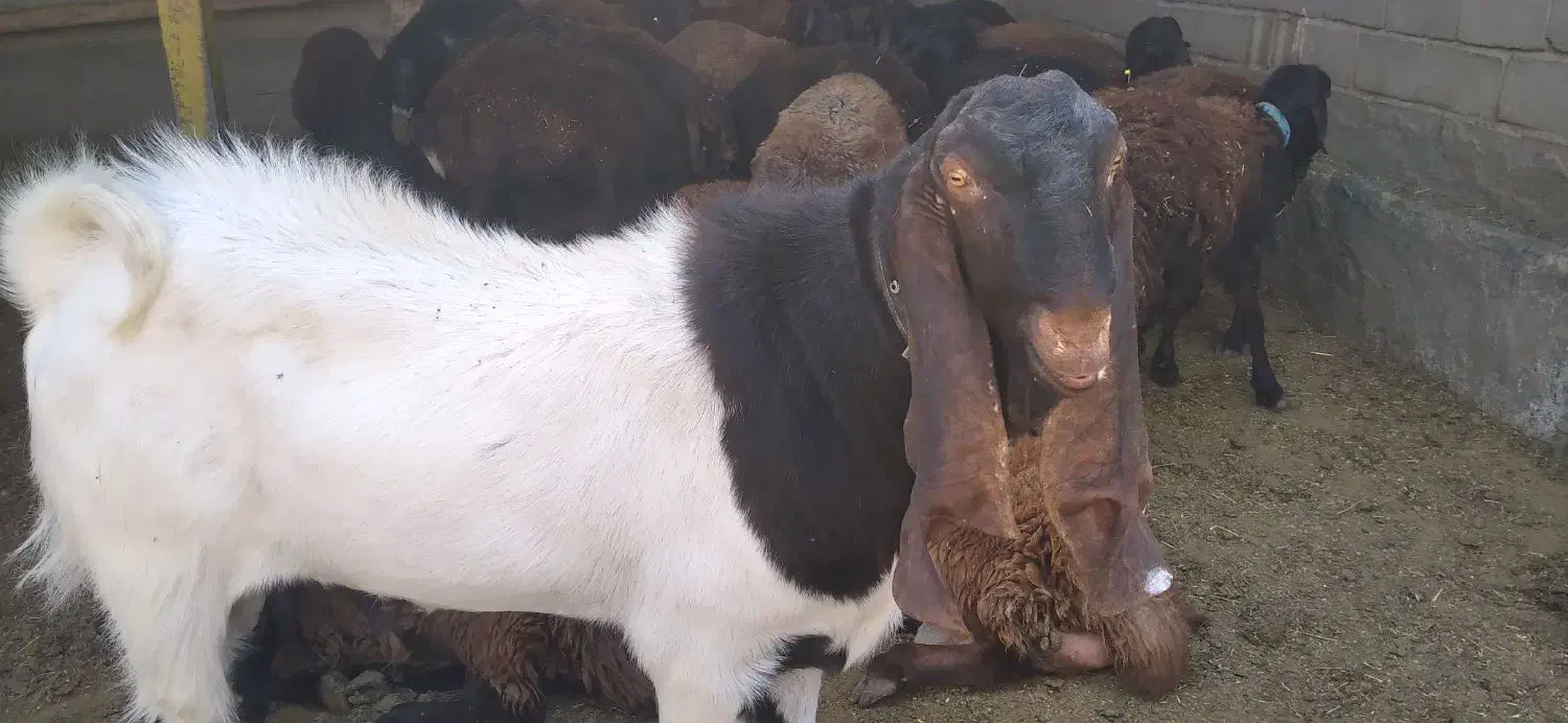 نربز|حیوانات مزرعه|مشهد, شهید رضوی|دیوار