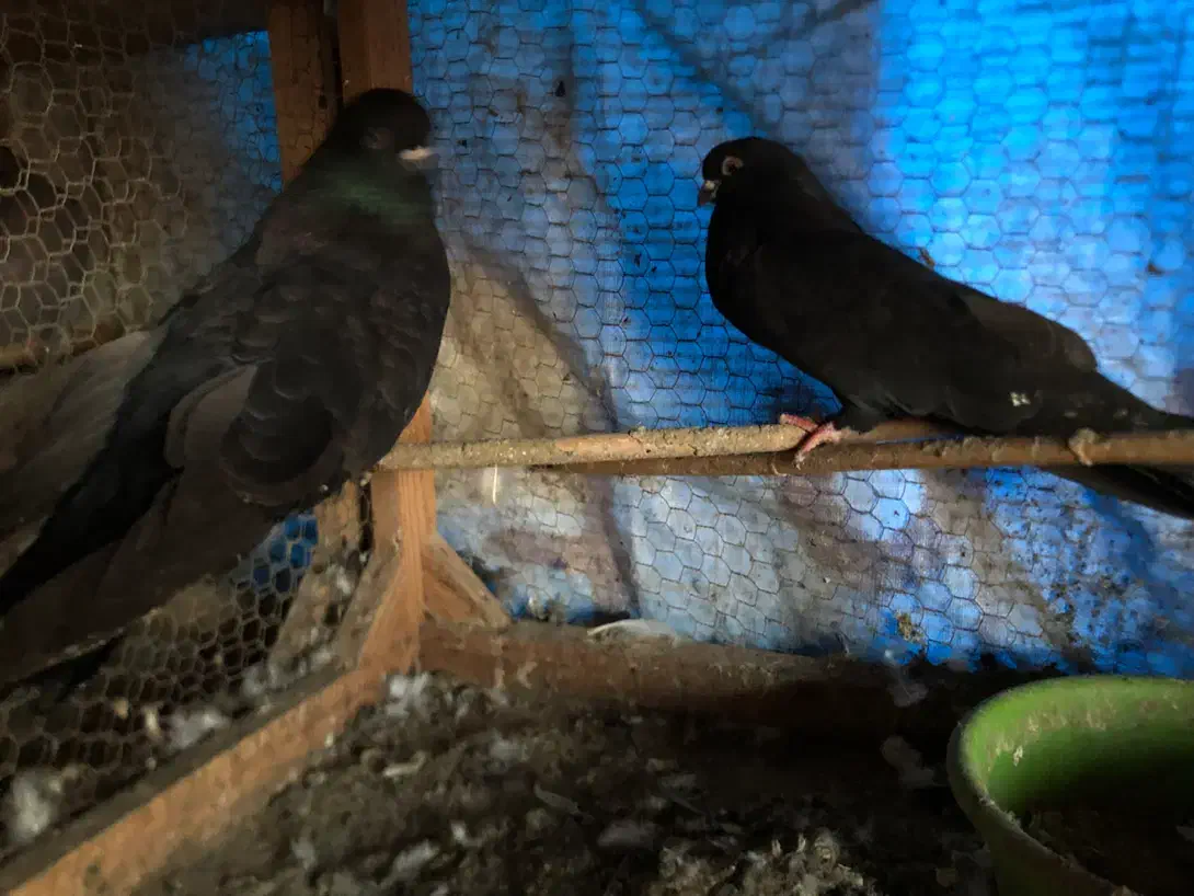 کبوتر نمایشی زیبا|پرنده|قائمشهر, |دیوار