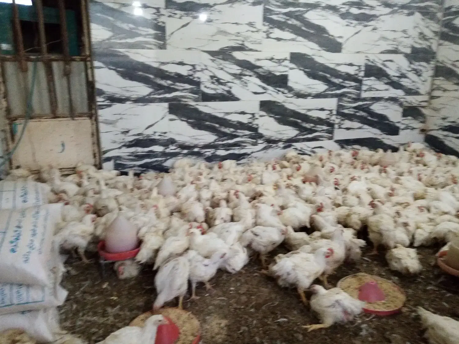 مرغ 109000 به قیمت تعاونی|حیوانات مزرعه|کوهدشت, |دیوار