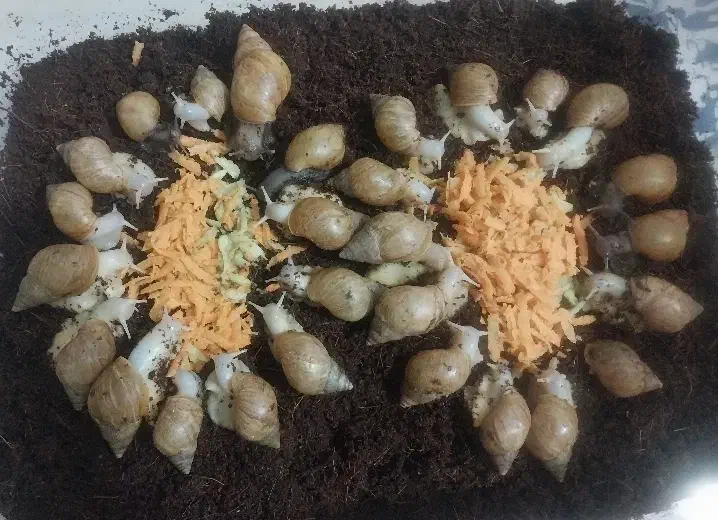 فروش حلزون آچاتینا بالغ بچه مناسب کار در منزل|حیوانات مزرعه|اراک, |دیوار