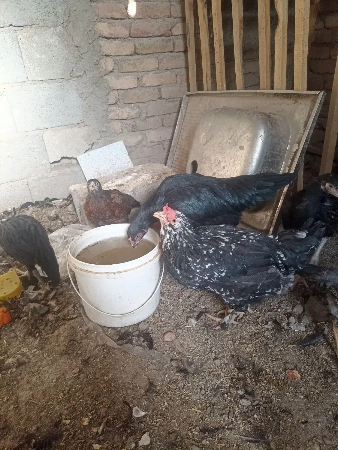 مرغ گلین جوان|حیوانات مزرعه|باسمنج, |دیوار