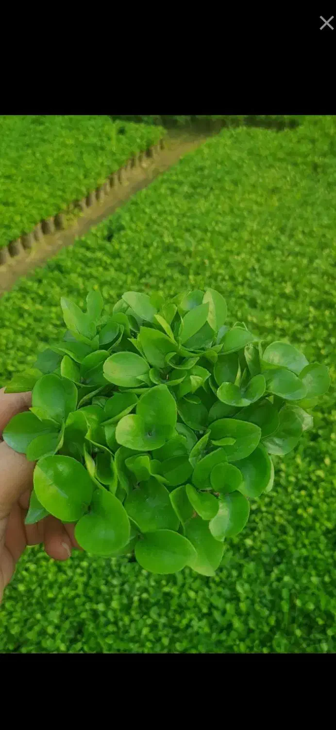 سبزه نارنج عیدنوروز|گل و گیاه طبیعی|قائم‌شهر, |دیوار