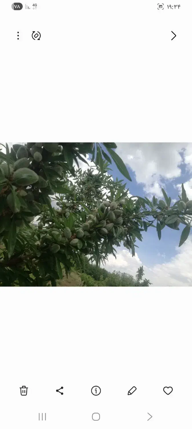 باغ 2 هزار متری|فروش زمین و ملک کلنگی|الوند, |دیوار