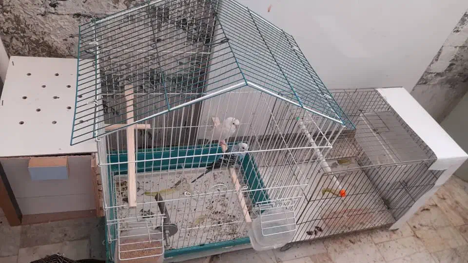 مرغ عشق جفت نرو ماده جوجه هم داره|پرنده|ری, علایین|دیوار