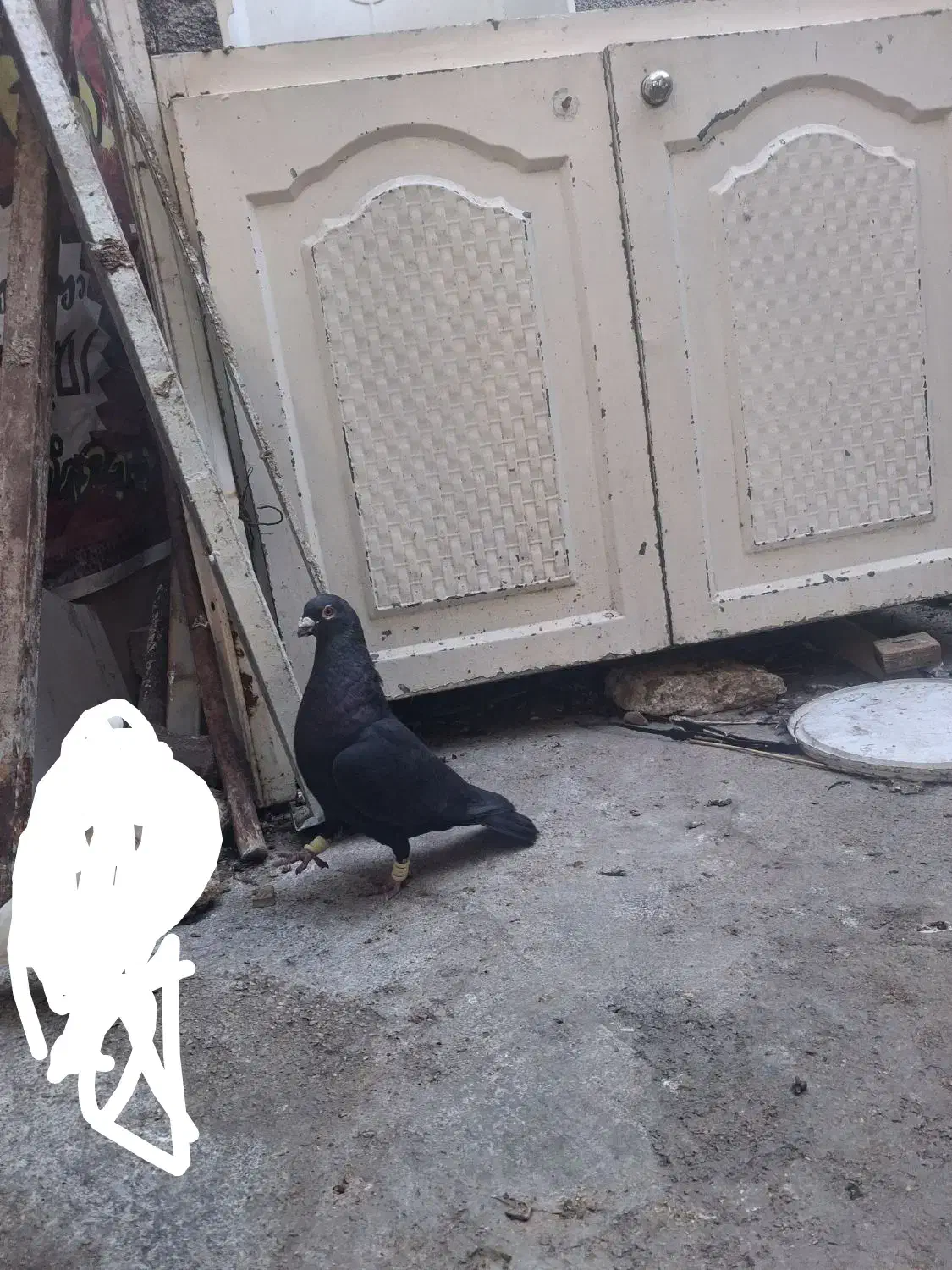 زاغ نر سفت دور|پرنده|اهواز, آریاشهر|دیوار