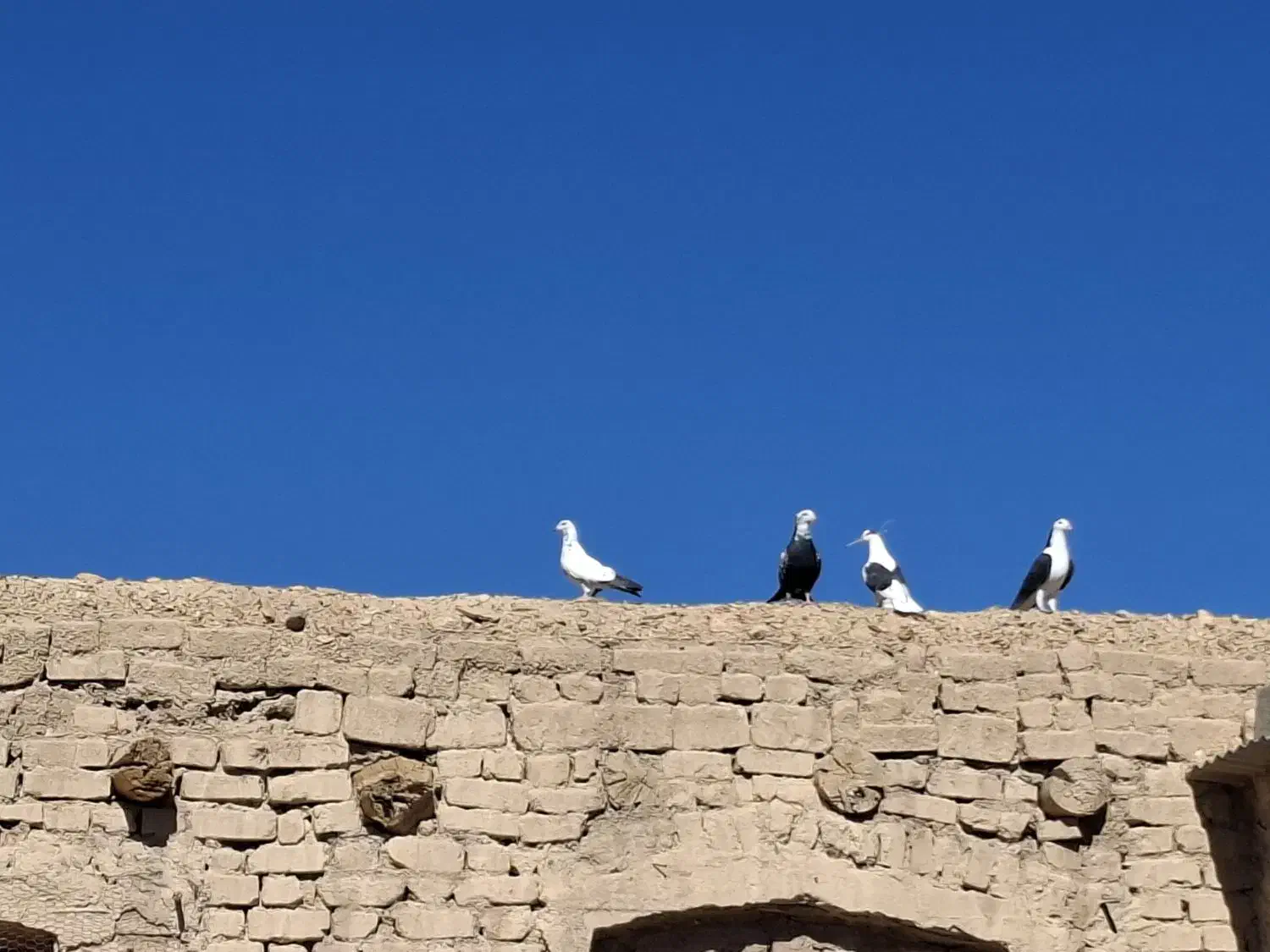 کفتر پرشی|پرنده|قهستان, |دیوار