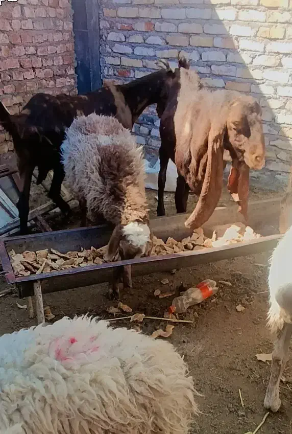 بزمری ....ونری|حیوانات مزرعه|زاهدان, |دیوار