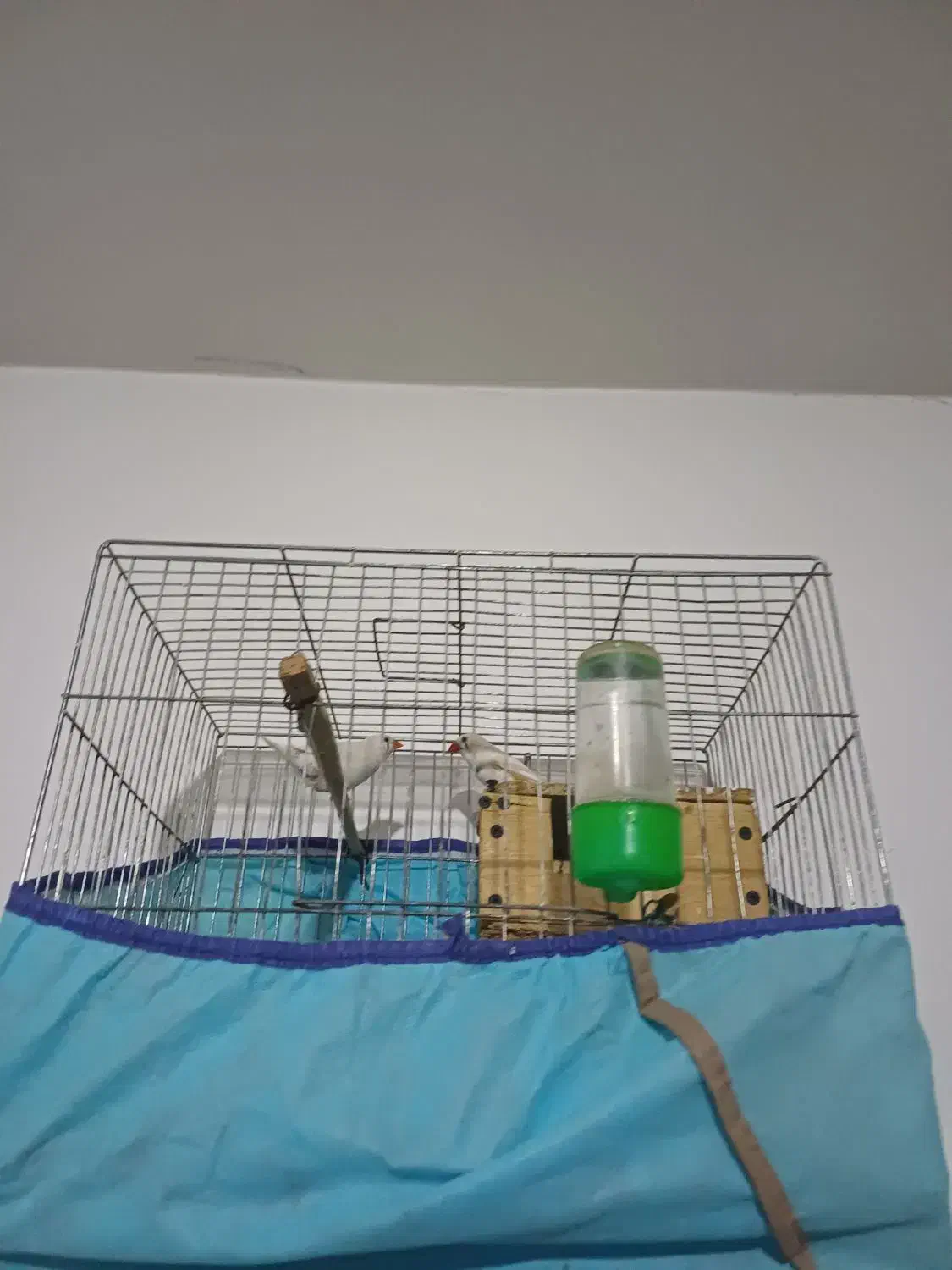 ی جفت فنج نرماده باقفس با کل وسایلش|پرنده|محمدیه-قزوین, |دیوار