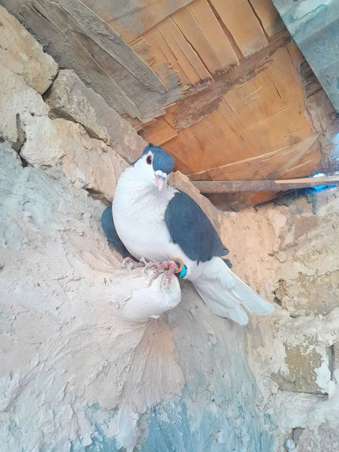 حیون پرشی|پرنده|تربت‌حیدریه, داروپخش|دیوار