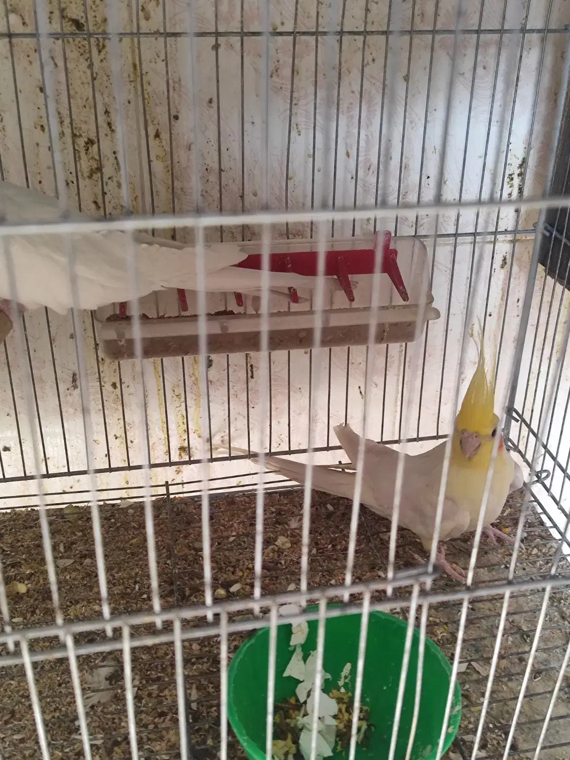 عروس جفت|پرنده|سیرجان, |دیوار