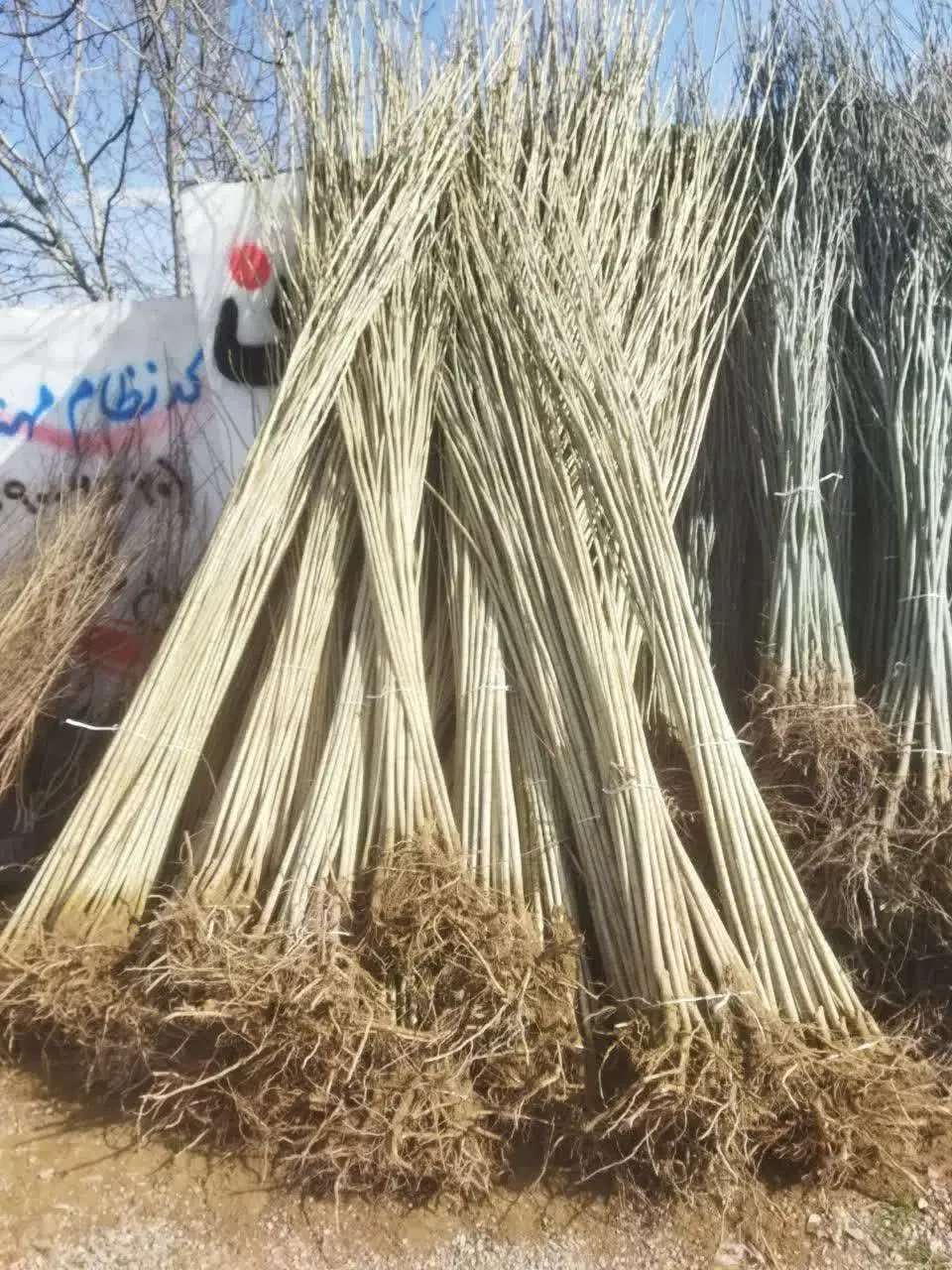 صنوبر نقگرا ترکیه|گل و گیاه طبیعی|ماهان, |دیوار