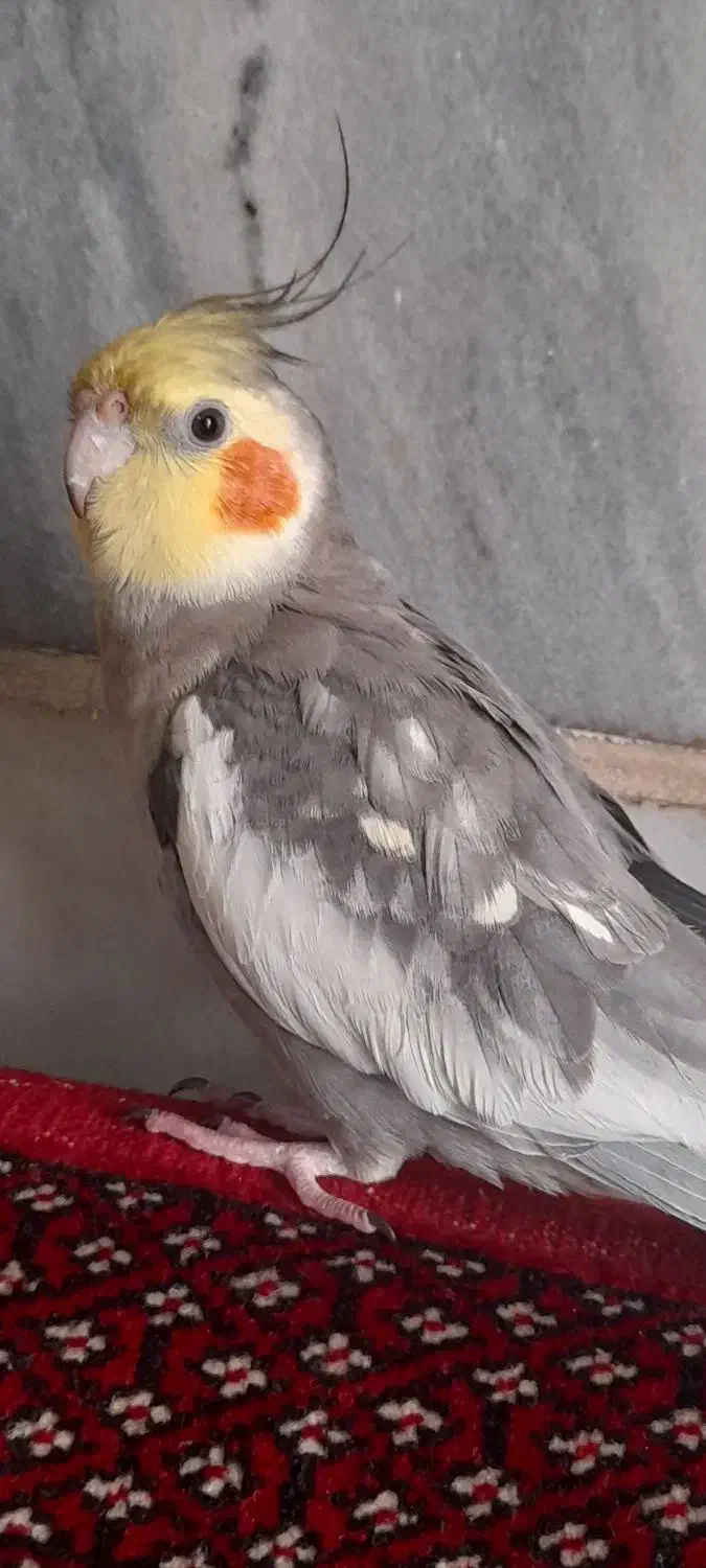 عروس هلندی|حیوانات|تهران, سلیمانی|دیوار