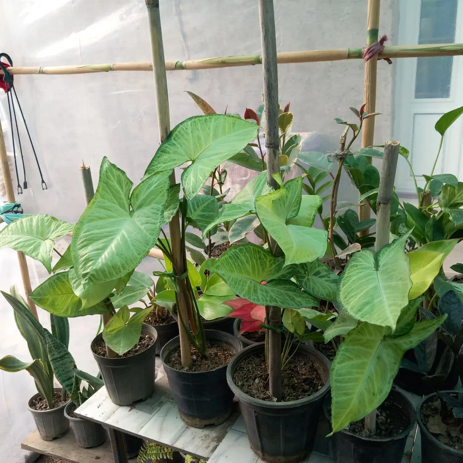 فروش گلهای آپارتمانی.حراجج|گل و گیاه طبیعی|گنبد کاووس, |دیوار