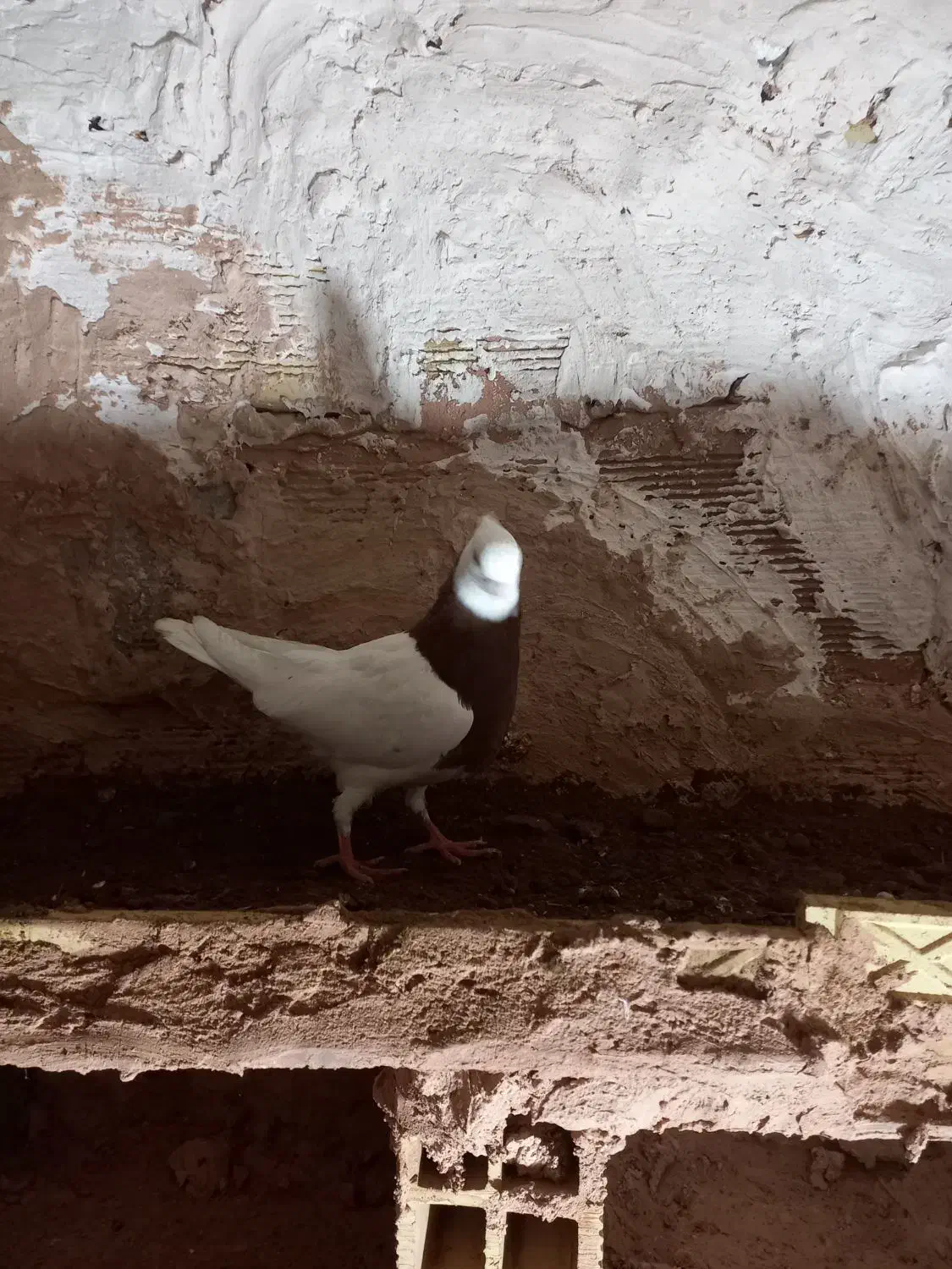 کفتر|پرنده|سبزوار, قصبه اب یمین|دیوار