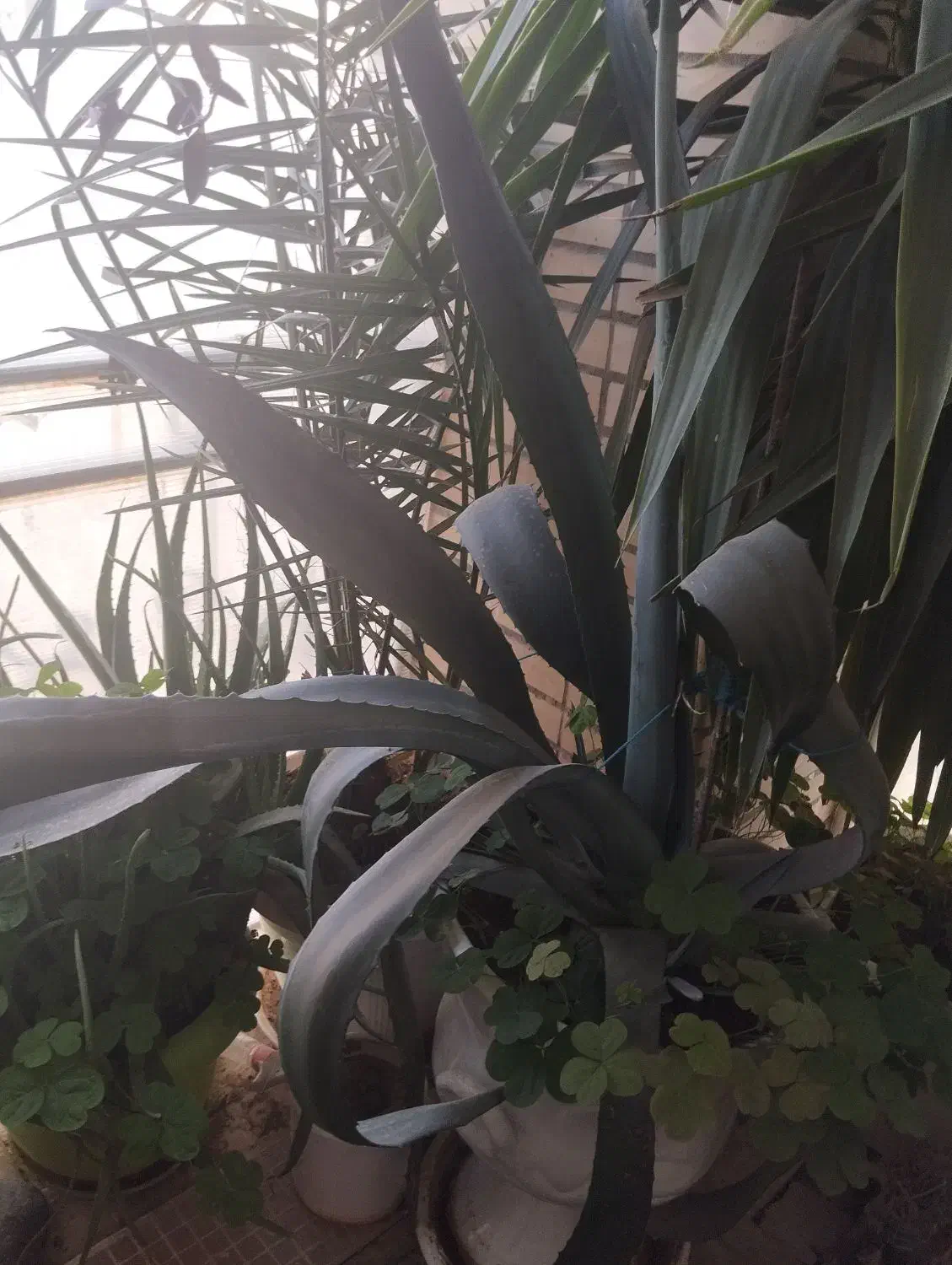 تموم گلها حراج واقعی|گل و گیاه طبیعی|فولادشهر, مسکن مهر فولادشهر|دیوار