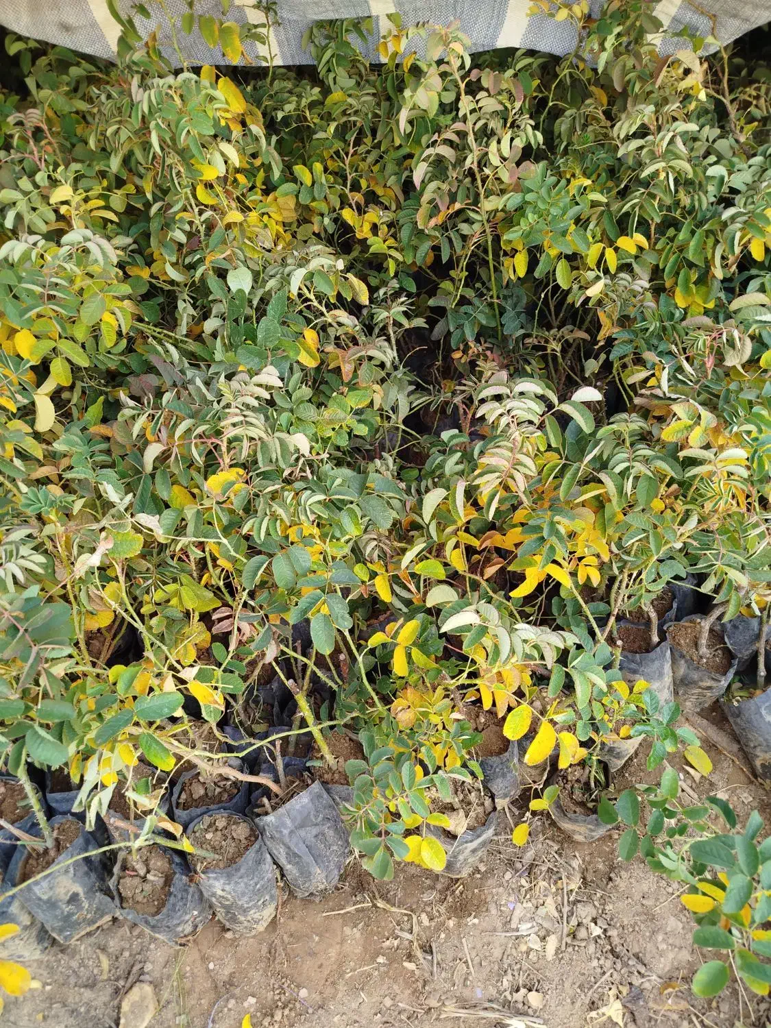 فروش نهال گلدانی گل محمدی|گل و گیاه طبیعی|چادگان, |دیوار