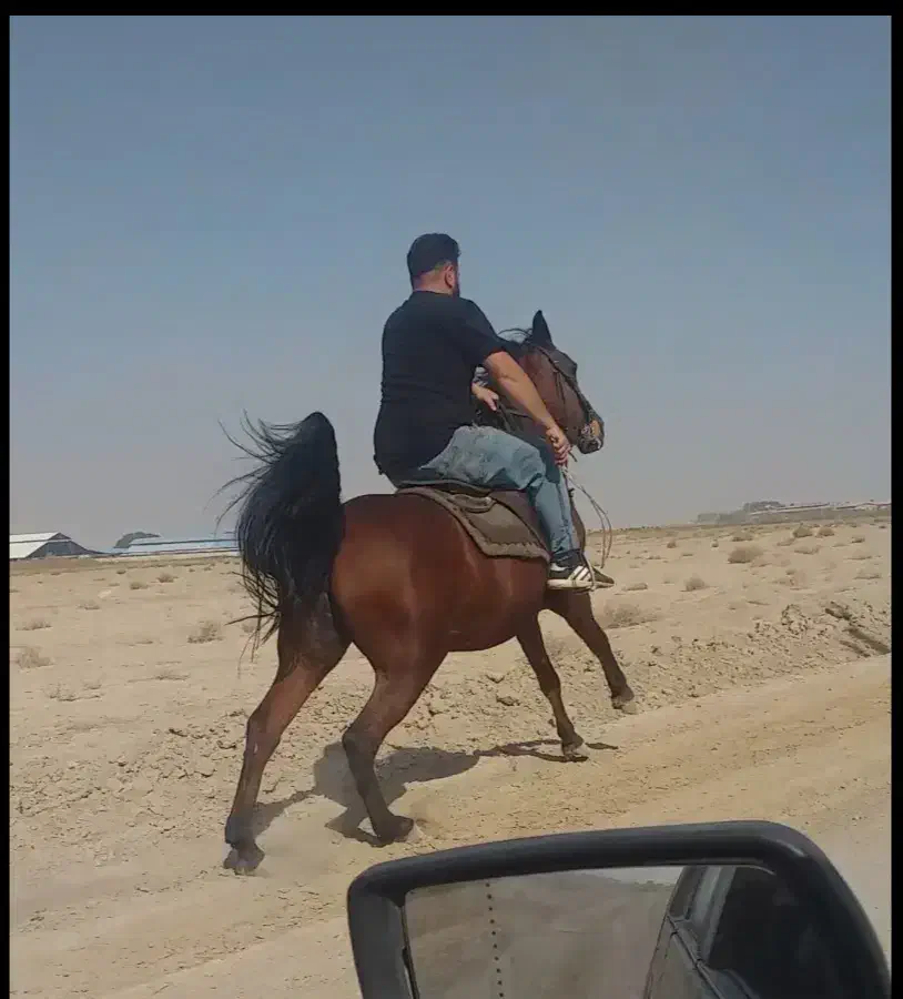 مادیون کره ولیهددوازده امامی|اسب و تجهیزات اسبسواری|اصفهان, حصه جنوبی|دیوار