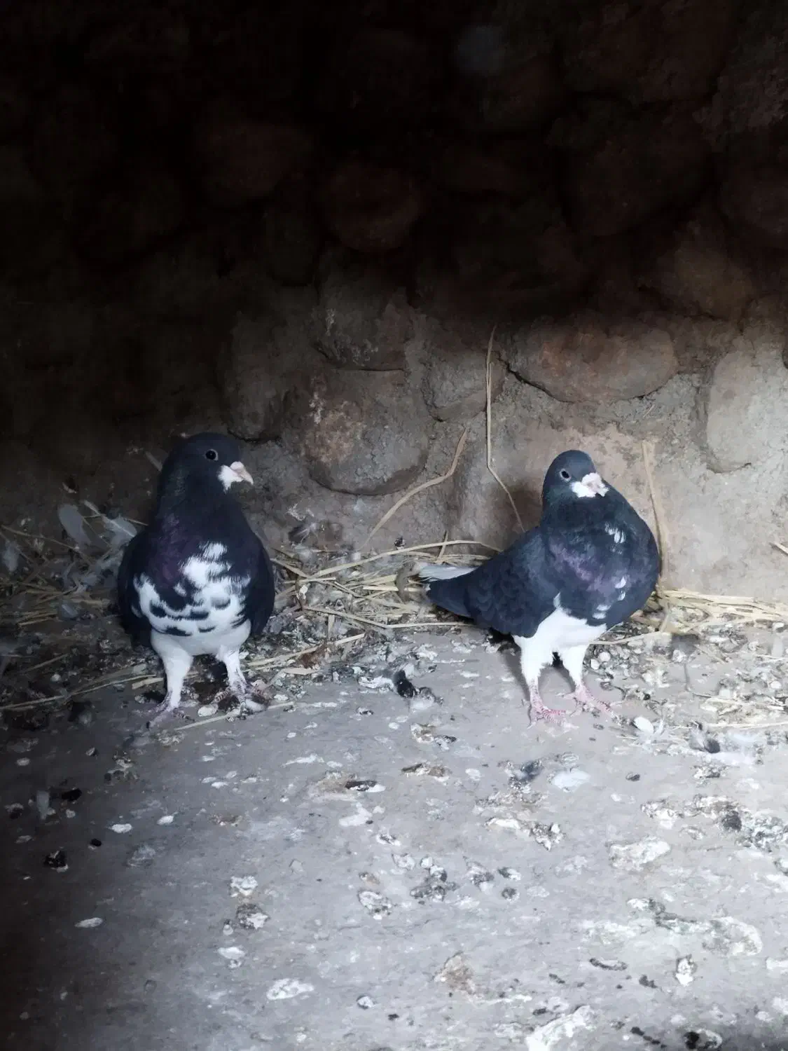 جفت خشرنگ یقه کیپ تمیز|پرنده|جوزار, |دیوار