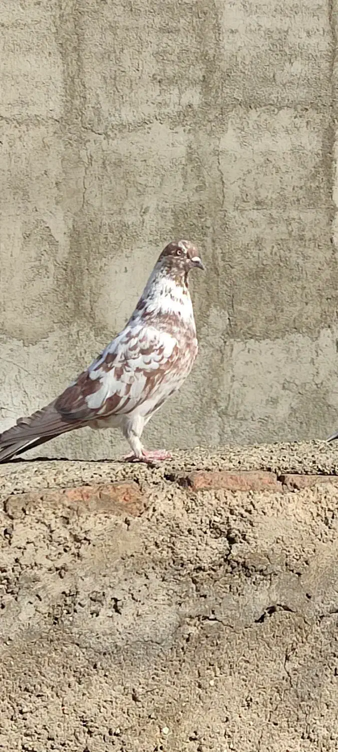 کفتر گمشده|پرنده|اسلامشهر, شهرک انبیا|دیوار