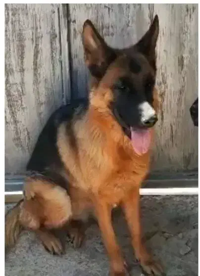 واگذاری ژرمن|سگ|برازجان, |دیوار