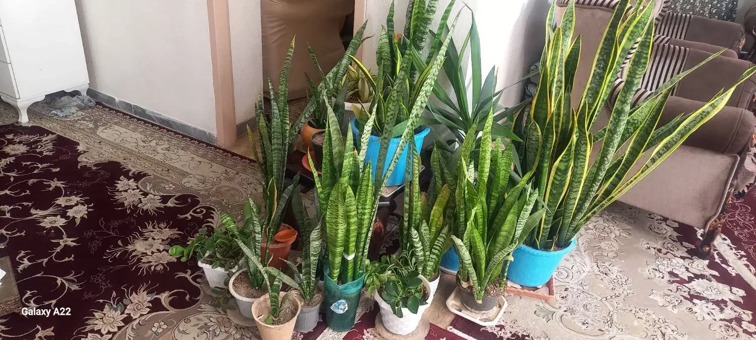 گل خانگی|گل و گیاه طبیعی|معصومیه, |دیوار