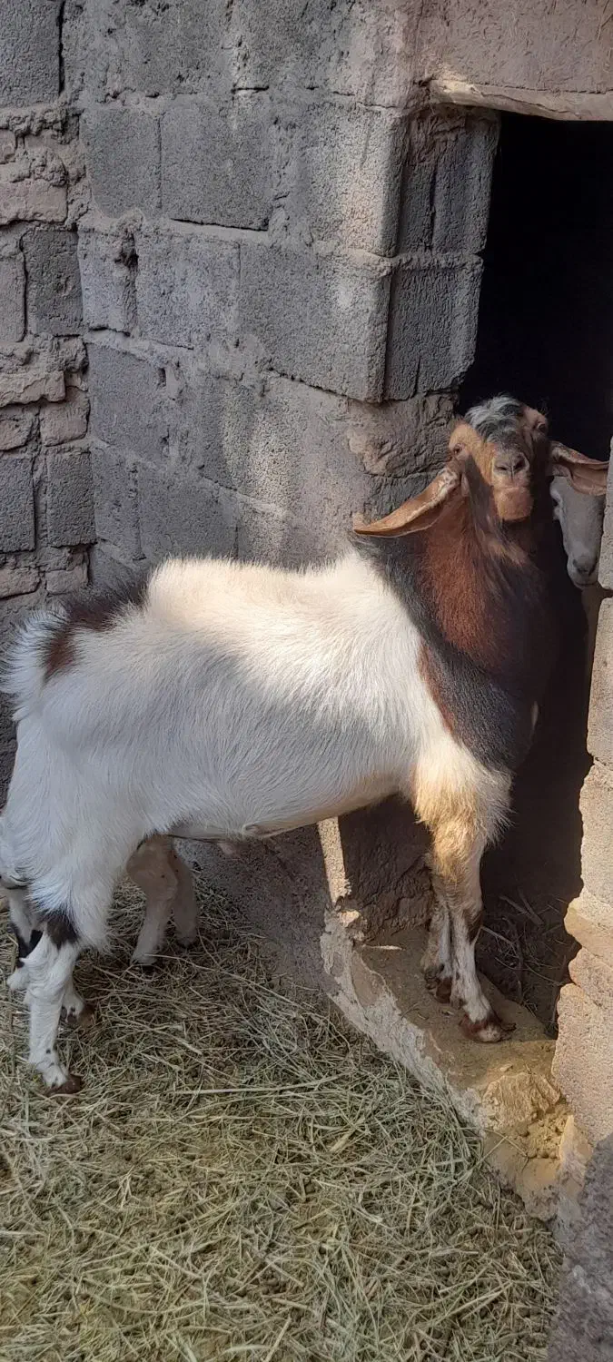 فروش گوسفند|حیوانات مزرعه|نرماشیر, |دیوار